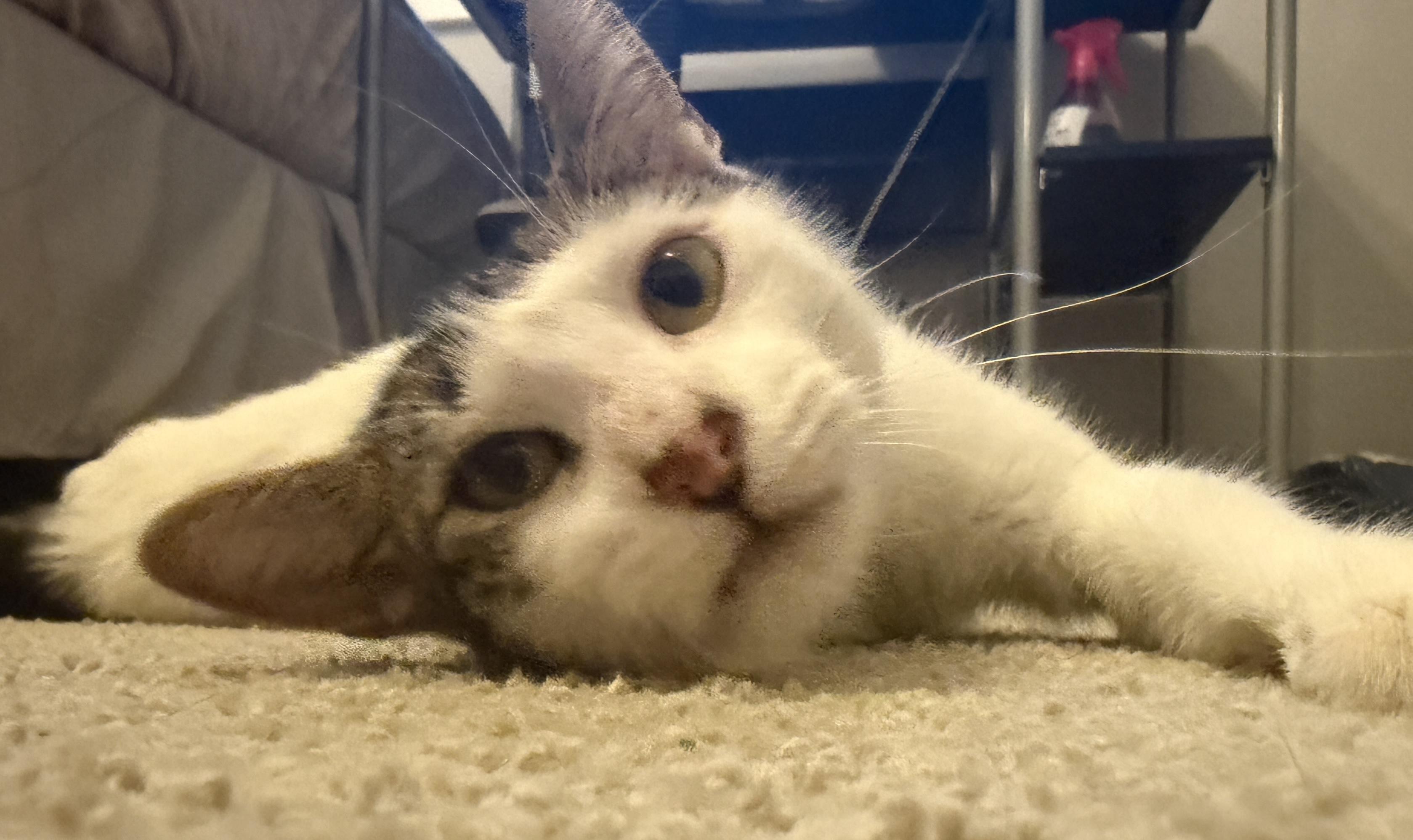 Enlarge Polly Peeps: Extra Toes, Extra Love, a ADOPTABLE mixed breed in Austin, TX image 4/5