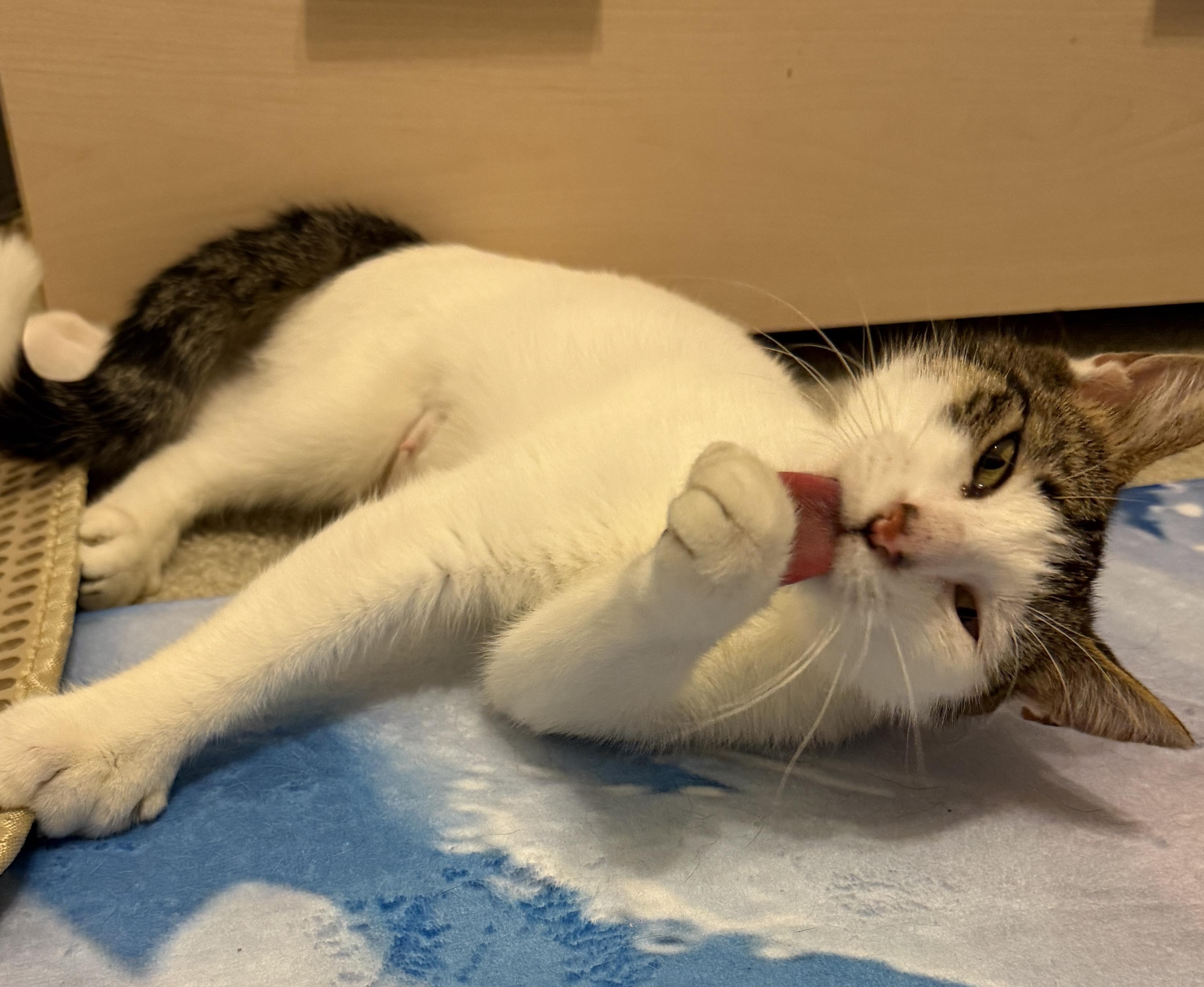 Enlarge Polly Peeps: Extra Toes, Extra Love, a ADOPTABLE mixed breed in Austin, TX image 2/5