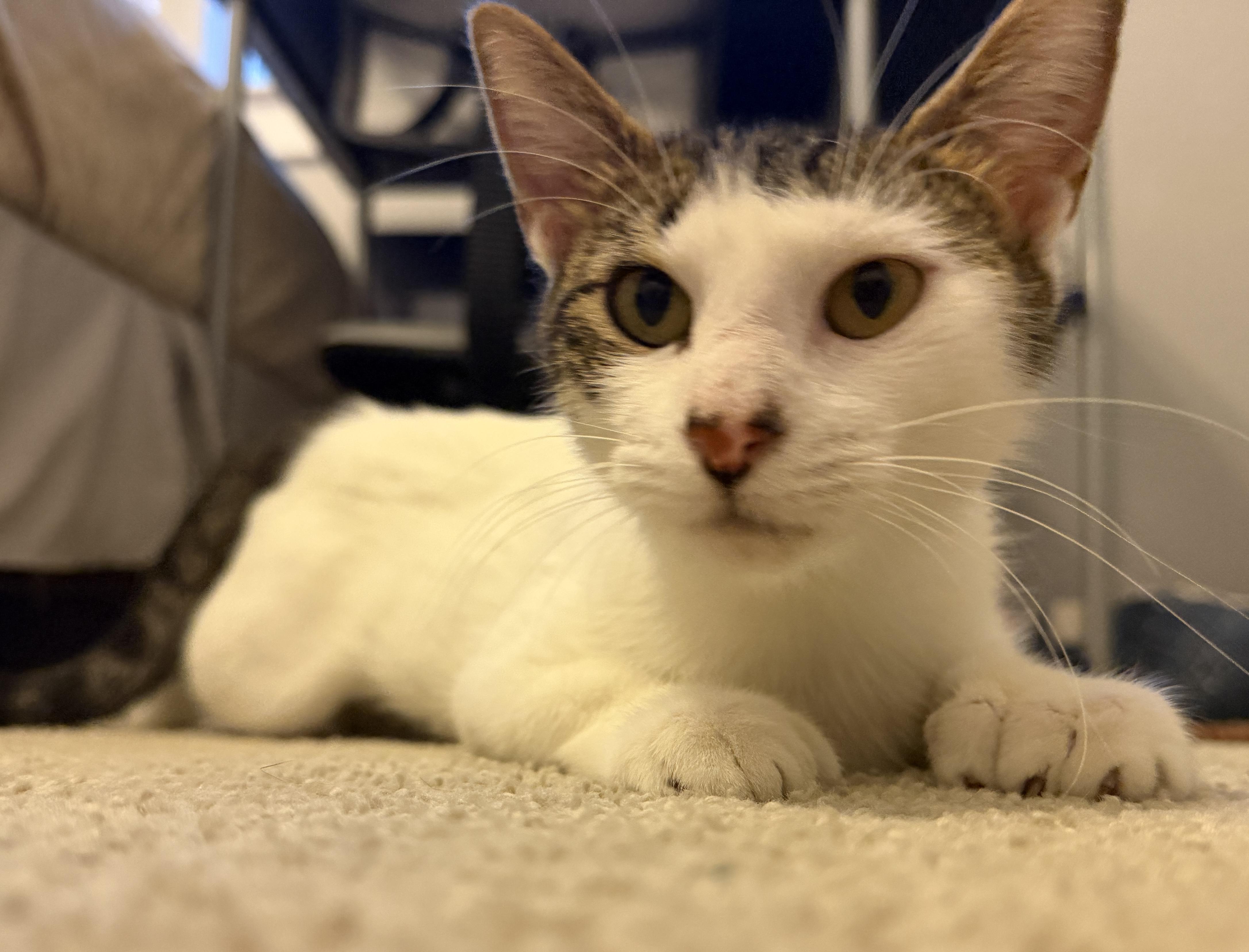Enlarge Polly Peeps: Extra Toes, Extra Love, a ADOPTABLE mixed breed in Austin, TX image 3/5