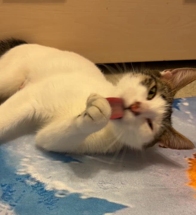 Enlarge Polly Peeps: Extra Toes, Extra Love, a ADOPTABLE mixed breed in Austin, TX video 5/5