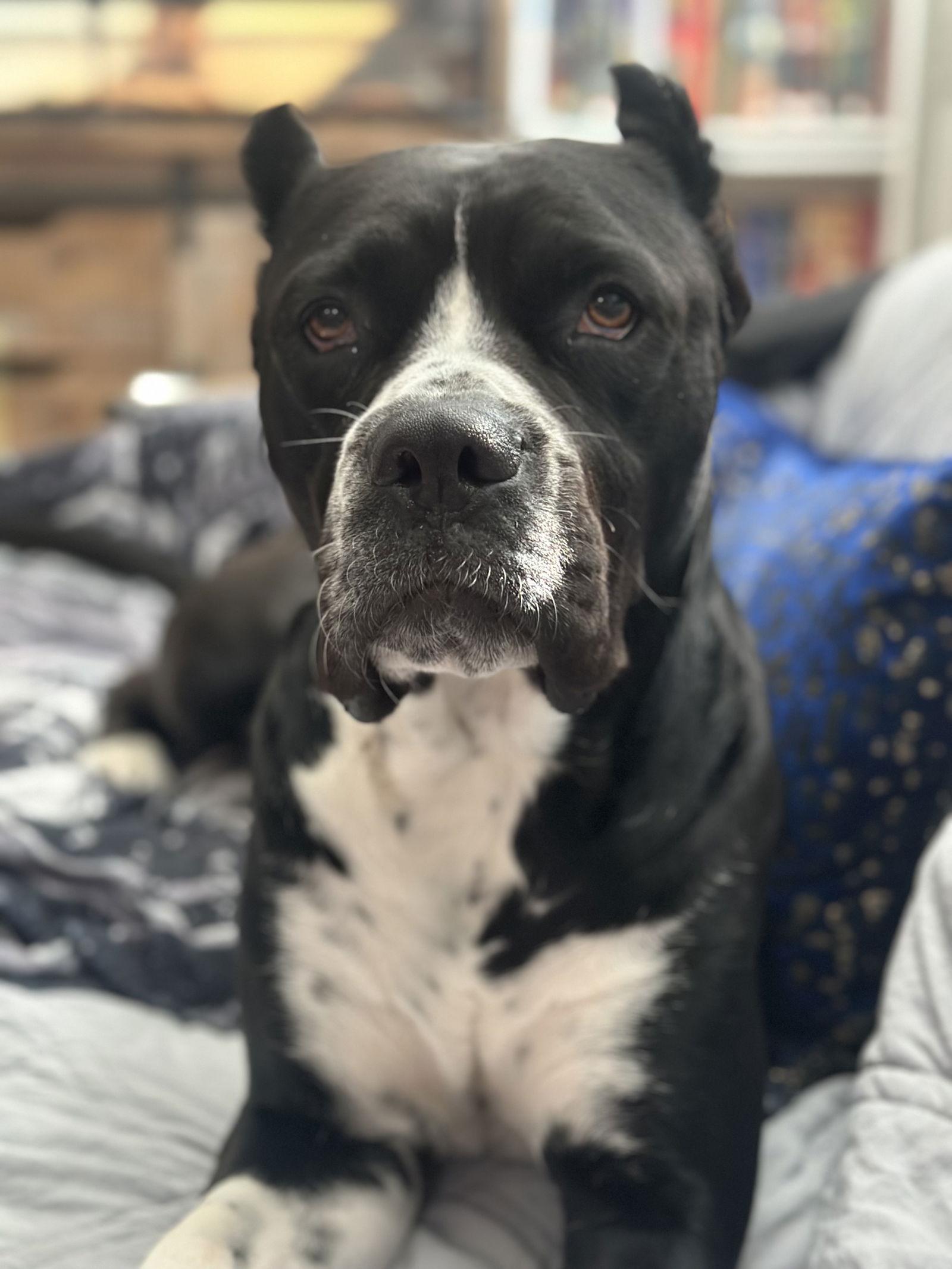 Stella, Adoptable, Young Female Cane Corso.