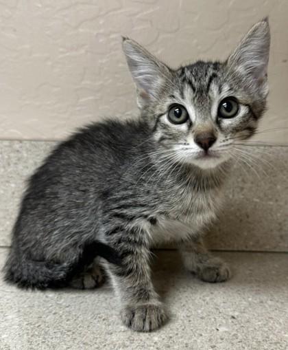 Enlarge Mazie, a Adoptable mixed breed in Phoenix, AZ image 1/1