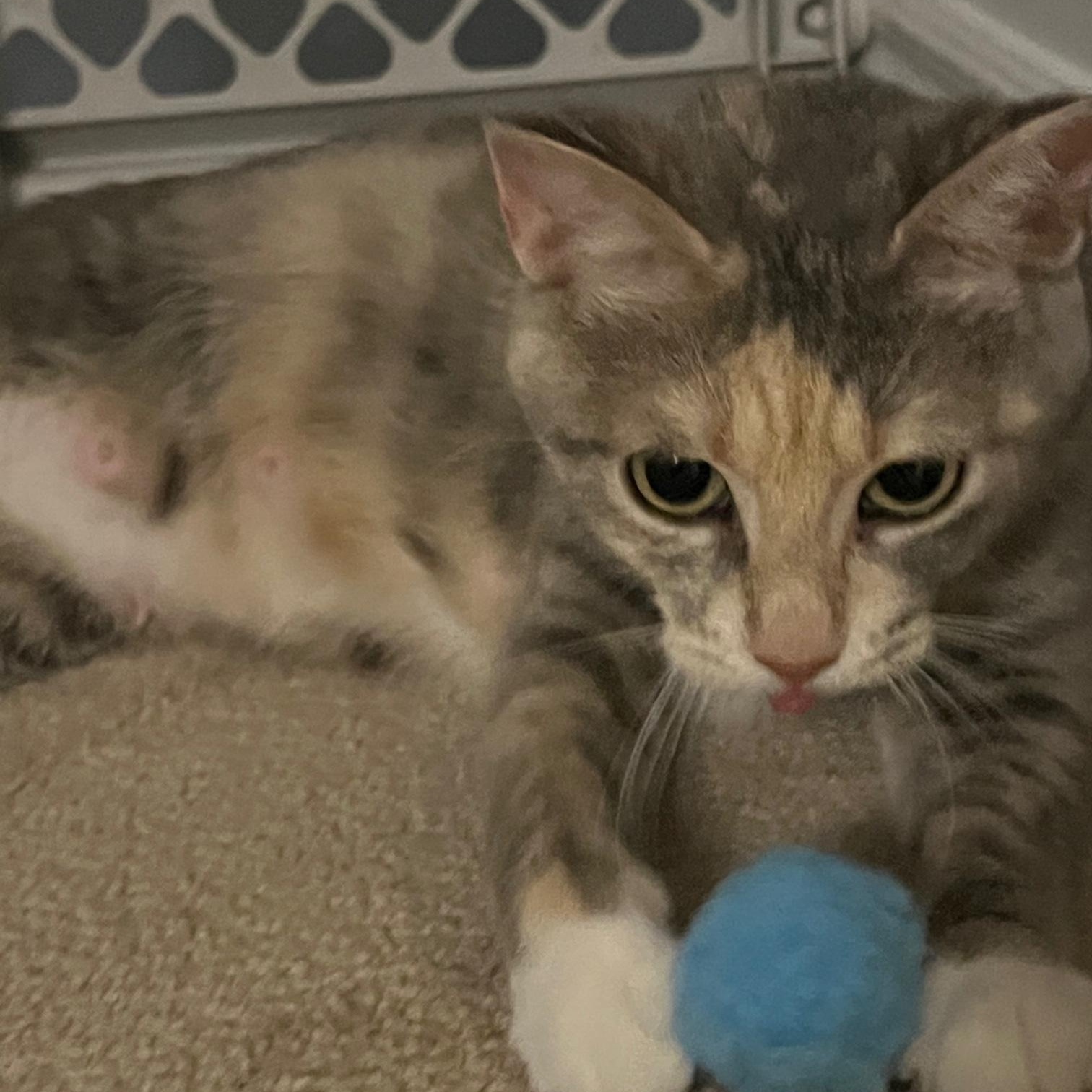 Faerie, Adoptable, Adult Female Dilute Tortoiseshell.