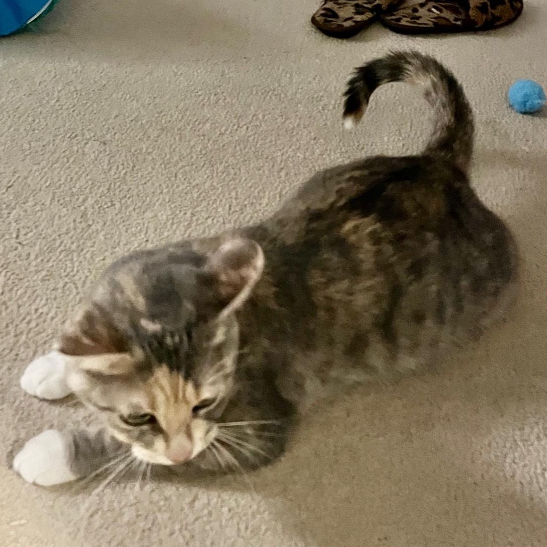 Enlarge Faerie, a Adoptable Dilute Tortoiseshell in Caledon, ON image 2/4