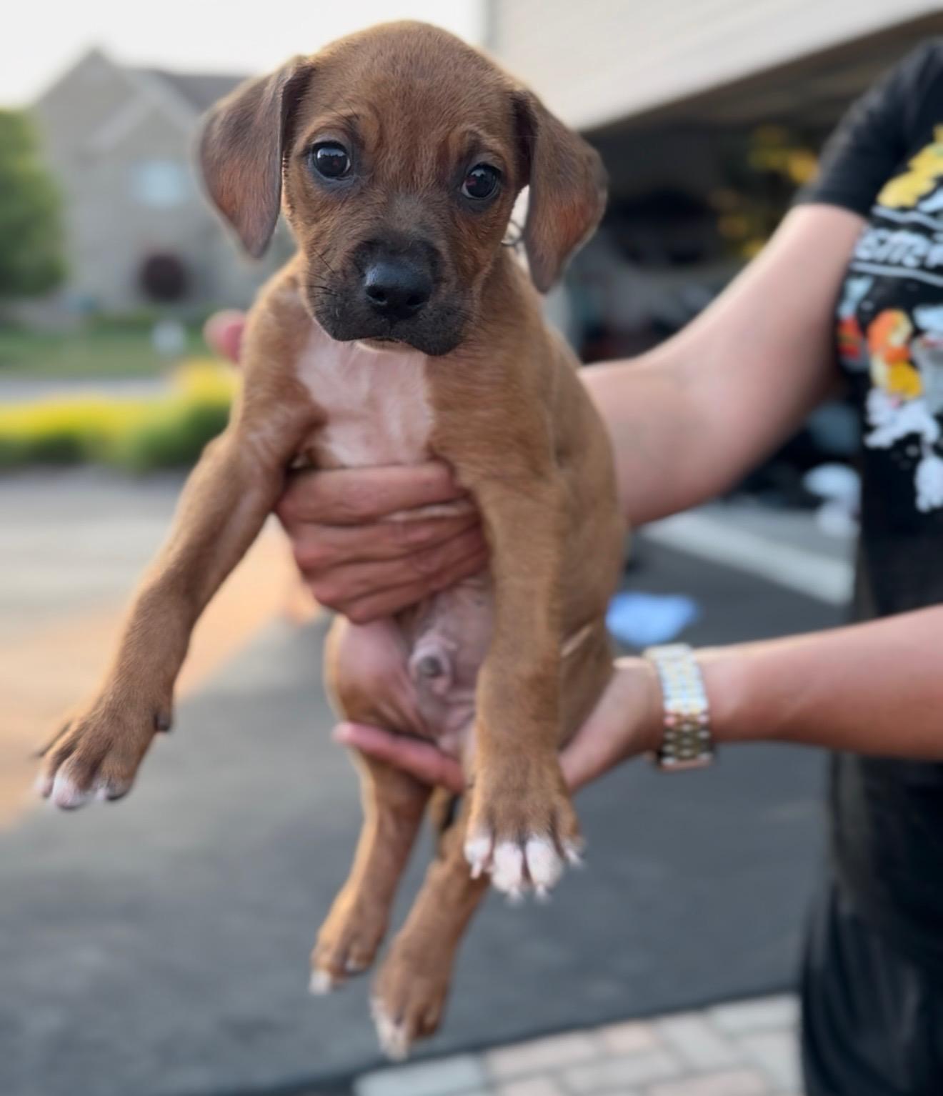 Zeus