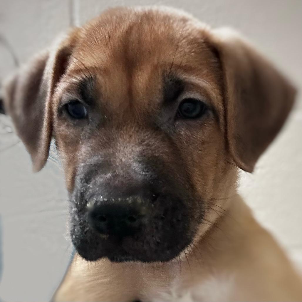 Baked Bean, Adoptable, Puppy Male Cane Corso.