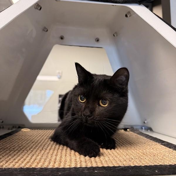 Enlarge Lotus, a ADOPTABLE Domestic Short Hair in Truckee, CA image 4/5