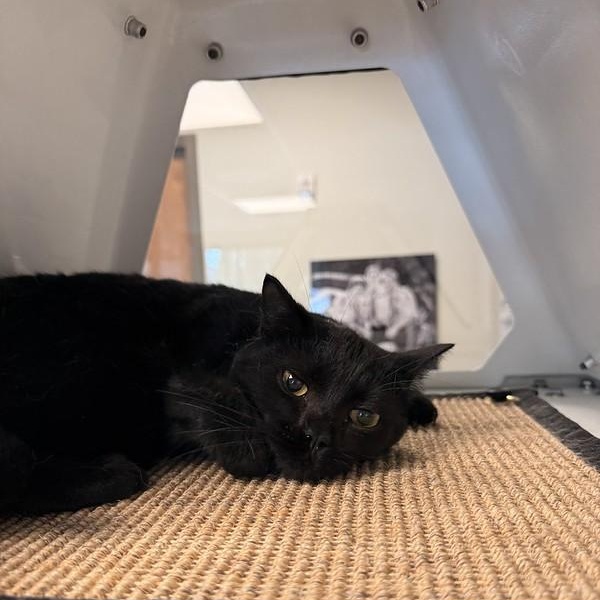 Enlarge Lotus, a ADOPTABLE Domestic Short Hair in Truckee, CA image 3/5