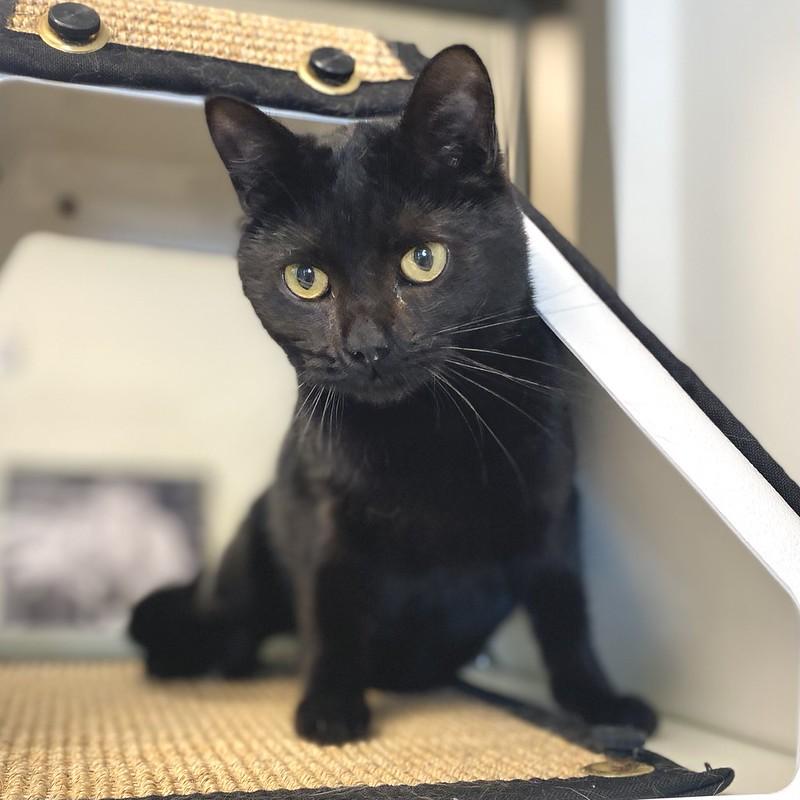 Enlarge Lotus, a ADOPTABLE Domestic Short Hair in Truckee, CA image 1/5