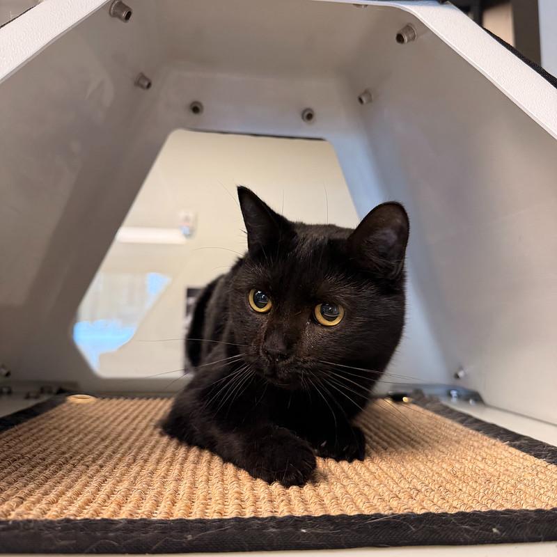 Enlarge Lotus, a ADOPTABLE Domestic Short Hair in Truckee, CA image 5/5