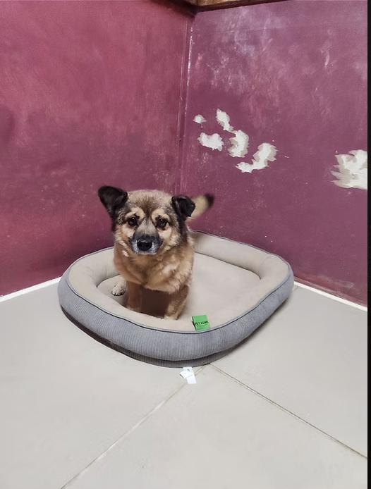 Enlarge Goblin aka GoGo, a Adoptable mixed breed in los angeles, CA image 3/6