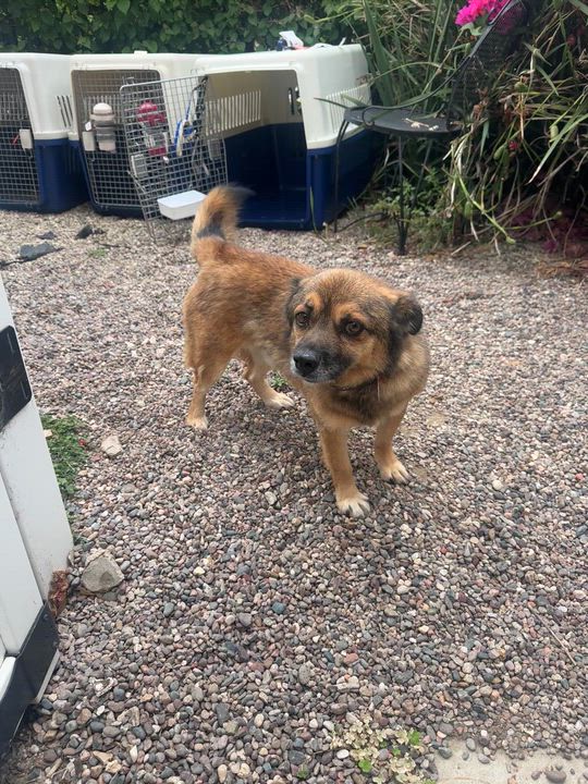 Enlarge Goblin aka GoGo, a Adoptable mixed breed in los angeles, CA video 2/6