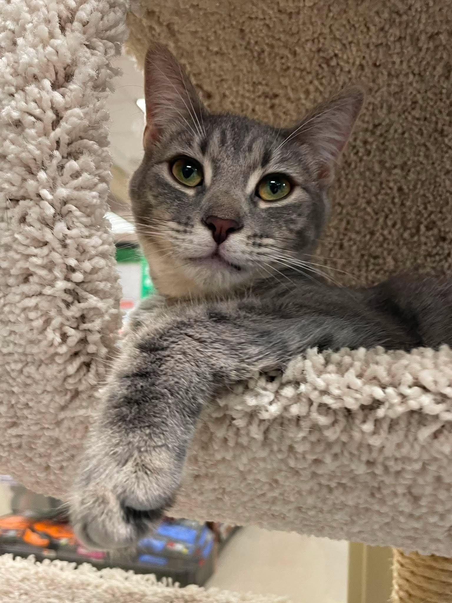 Enlarge Lily, a Adoptable Domestic Short Hair in Rochester, NY image 5/6