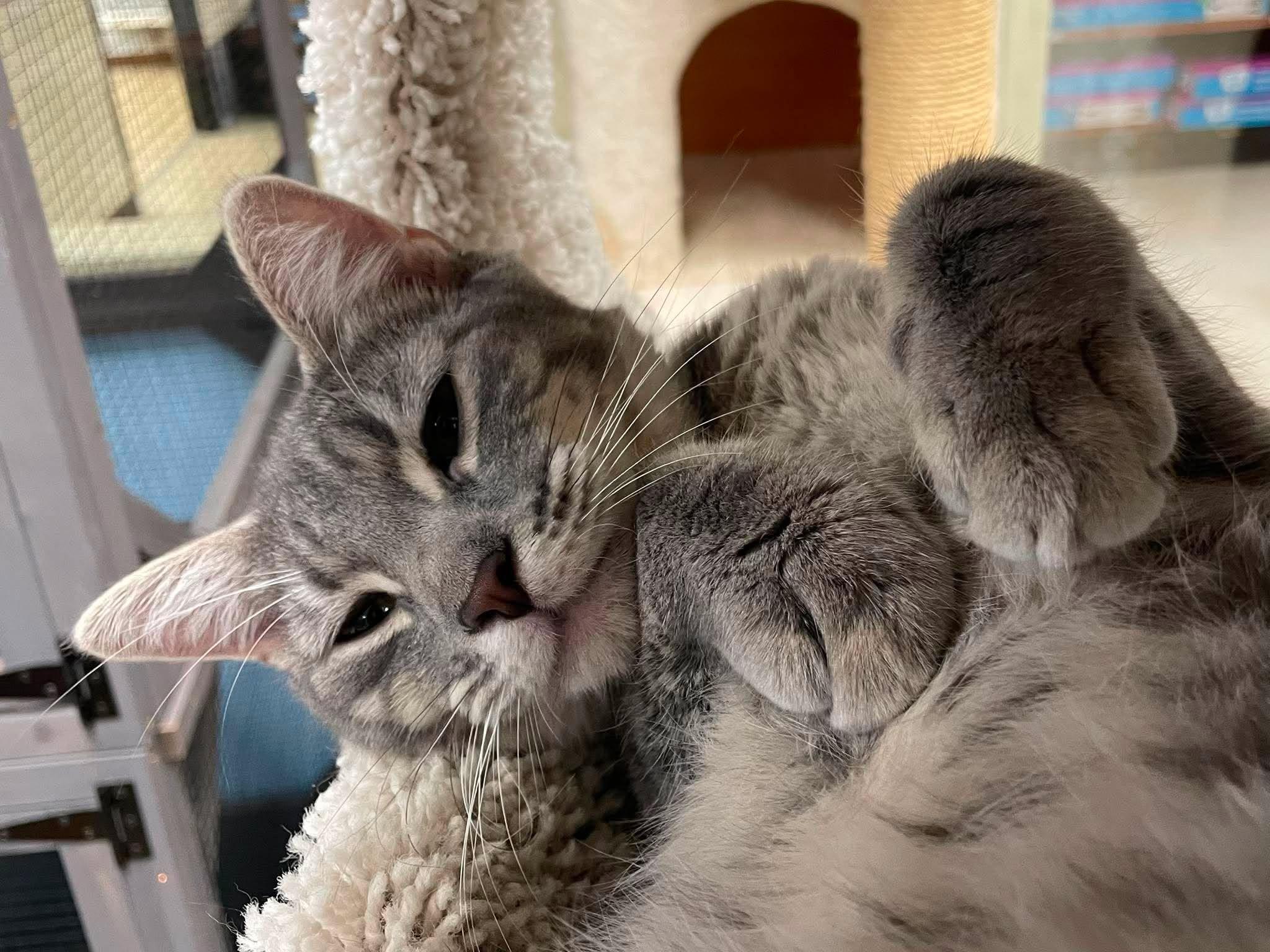 Enlarge Lily, a Adoptable Domestic Short Hair in Rochester, NY image 2/6