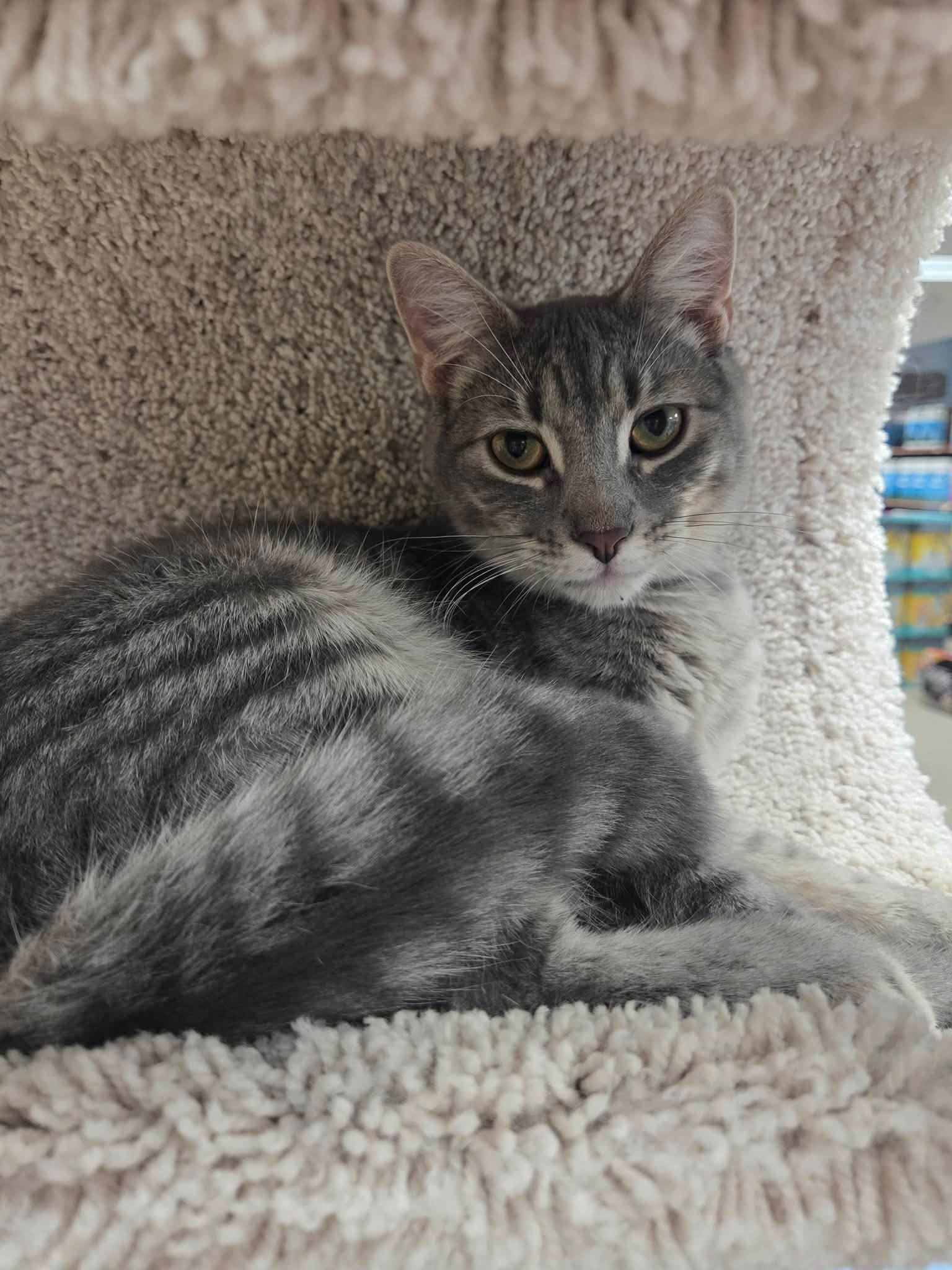 Enlarge Lily, a Adoptable Domestic Short Hair in Rochester, NY image 6/6