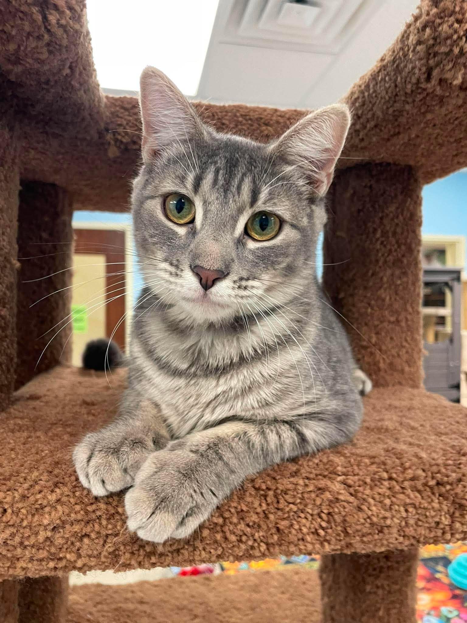Lily, Adoptable, Kitten Female Domestic Short Hair.