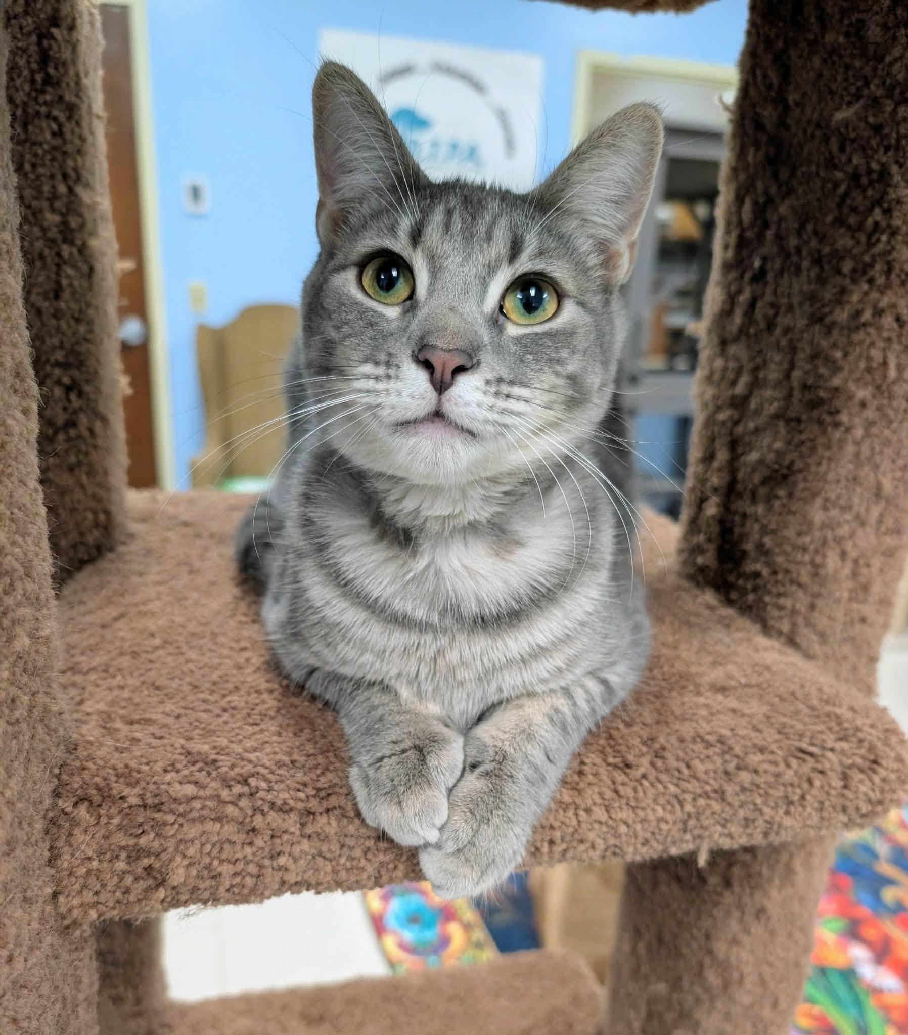 Enlarge Lily, a Adoptable Domestic Short Hair in Rochester, NY image 3/6