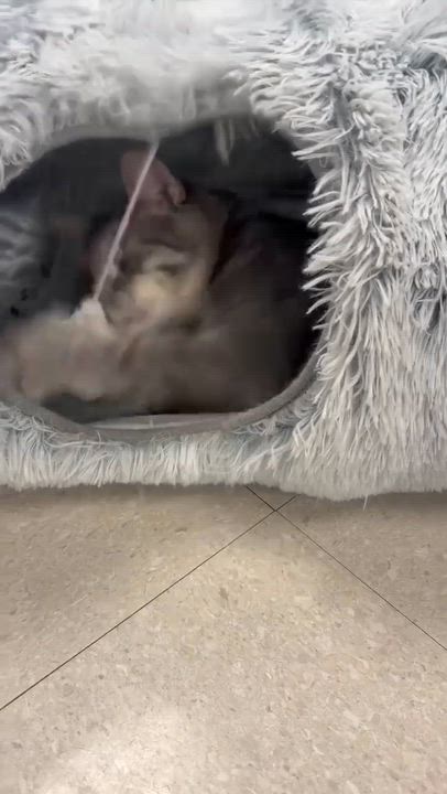 Enlarge Lily, a Adoptable Domestic Short Hair in Rochester, NY video 4/6