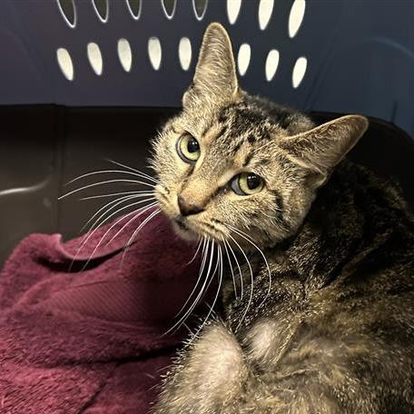 Interplanet Janet, Adoptable, Adult Female Domestic Short Hair.