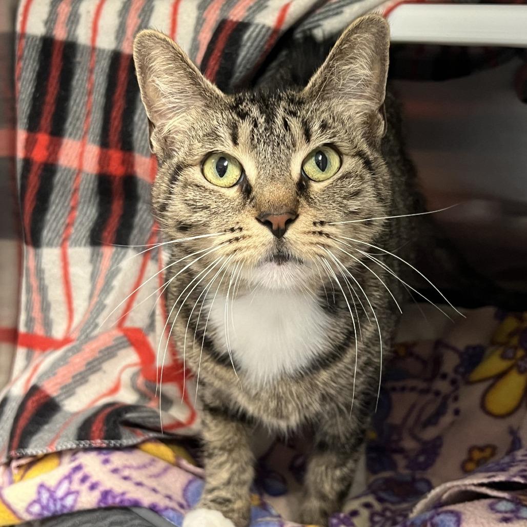 Interplanet Janet, Adoptable, Adult Female Domestic Short Hair.
