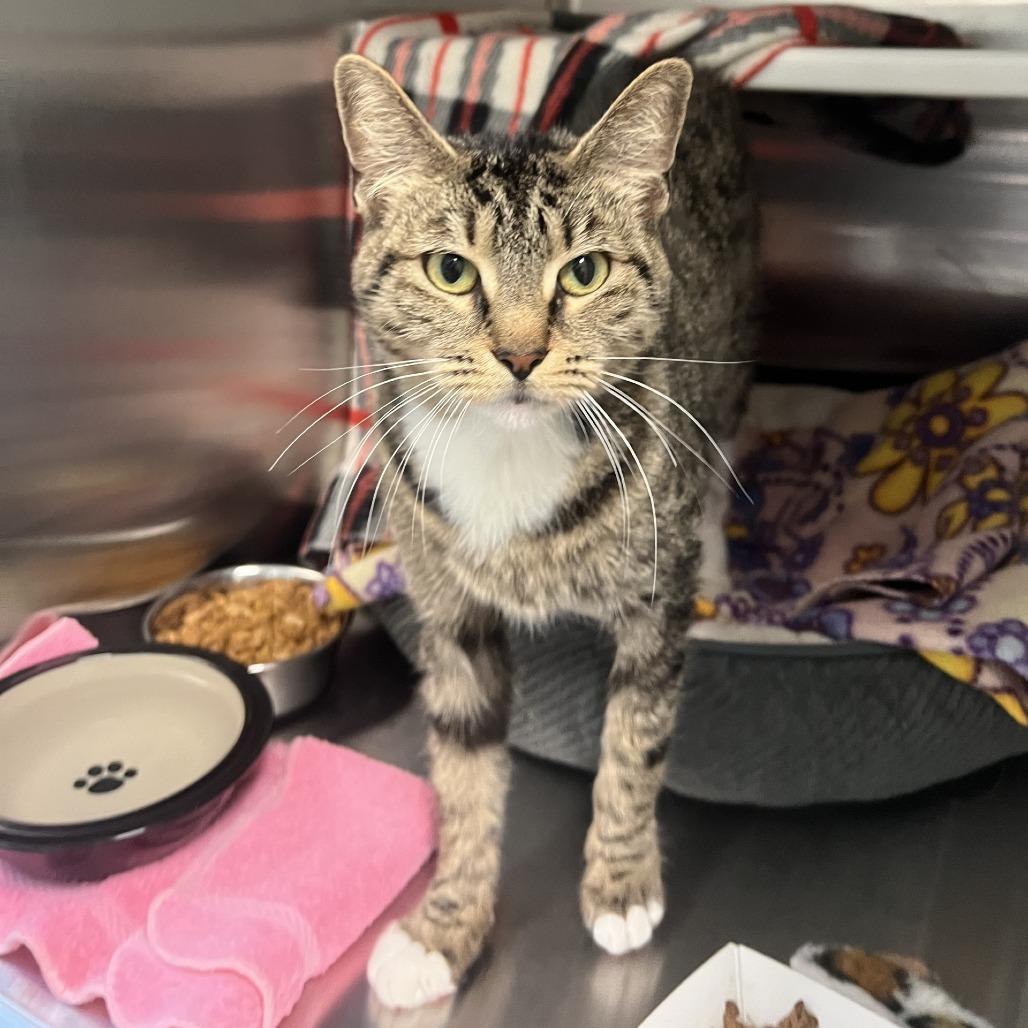 Enlarge Interplanet Janet, a Adoptable Domestic Short Hair in Port Townsend, WA image 3/3