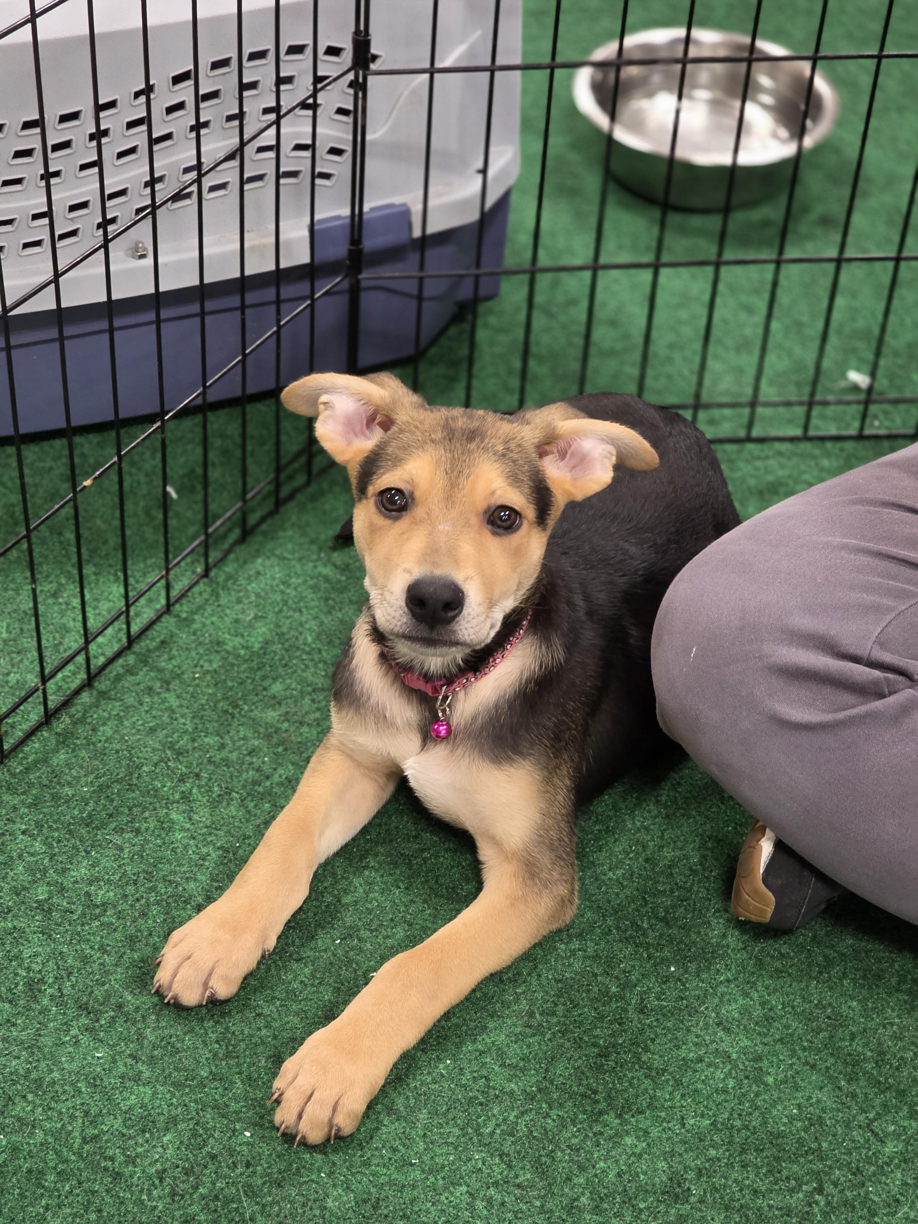 Enlarge Cedar, a Adoptable mixed breed in Seattle, WA image 1/3