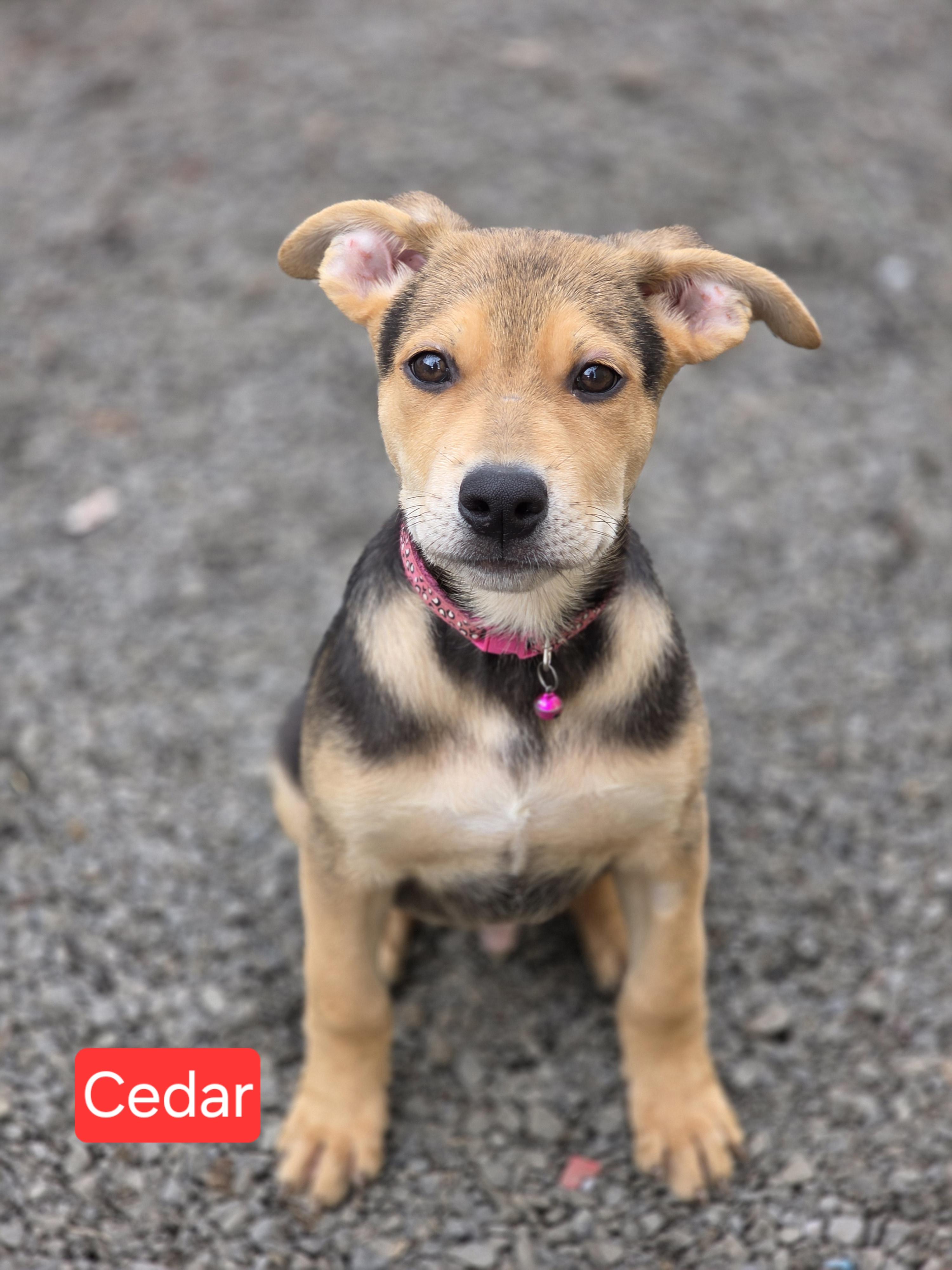 Enlarge Cedar, a Adoptable mixed breed in Seattle, WA image 3/3
