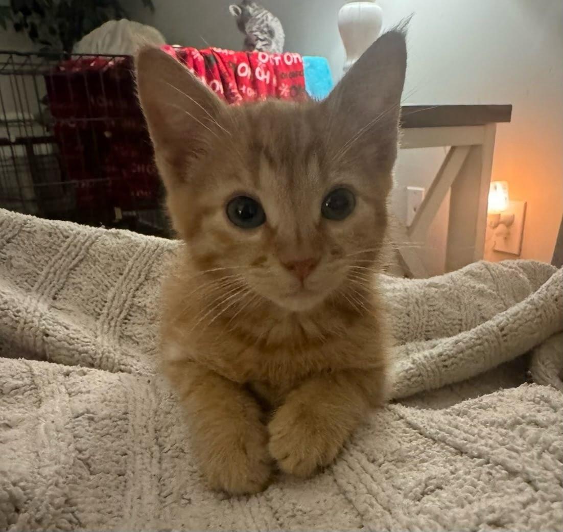 Parsley, Adopted, Young Male Domestic Short Hair.
