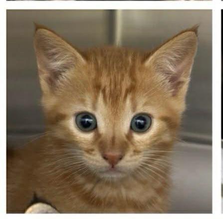 Parsley, a Adopted mixed breed in Knoxville, TN image 2/2