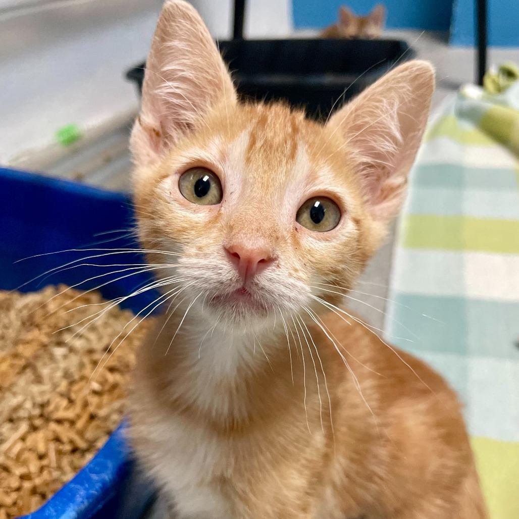 Enlarge Myrtle-Leaved Orange, a Adoptable Domestic Short Hair in Carencro, LA image 1/1