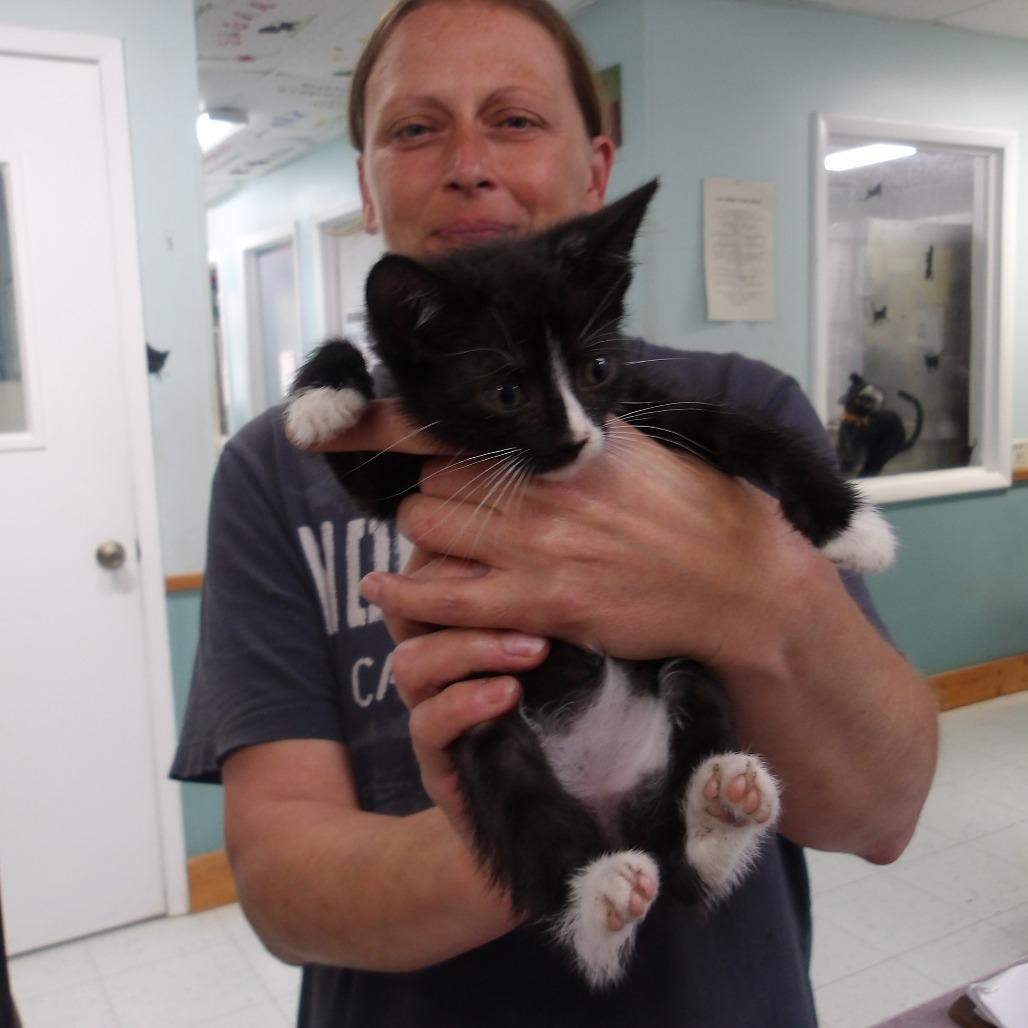 Enlarge Spice (PK6), a Adoptable Domestic Short Hair in Marble, NC image 1/1