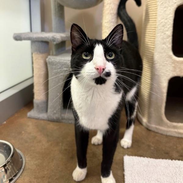 Mr. Big Shot, Adoptable, Young Male Domestic Short Hair.
