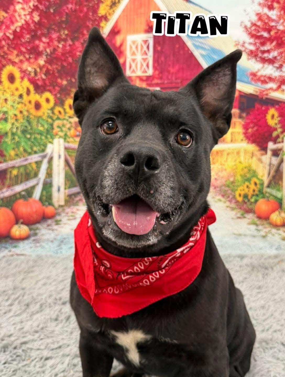 Titan, Adoptable, Adult Male Mixed Breed.