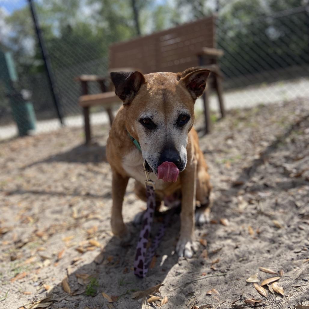 Diego, Adoptable, Senior Male Mixed Breed.
