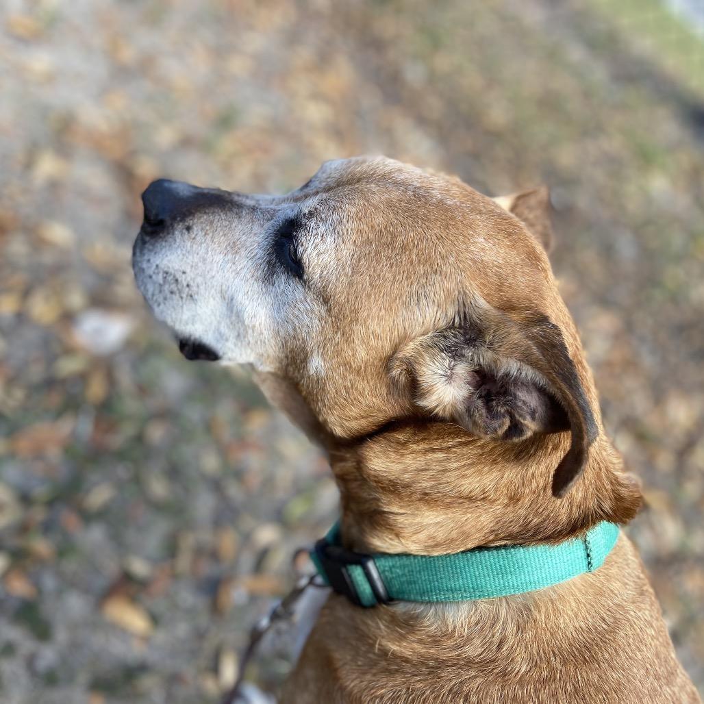 Enlarge Diego, a Adoptable Mixed Breed in Jacksonville, FL image 2/6