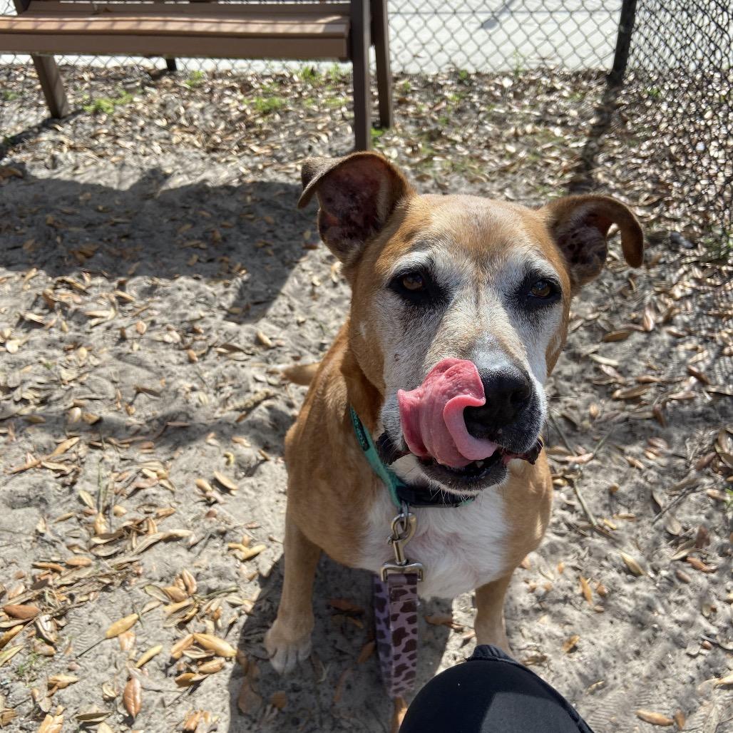 Enlarge Diego, a Adoptable Mixed Breed in Jacksonville, FL image 3/6