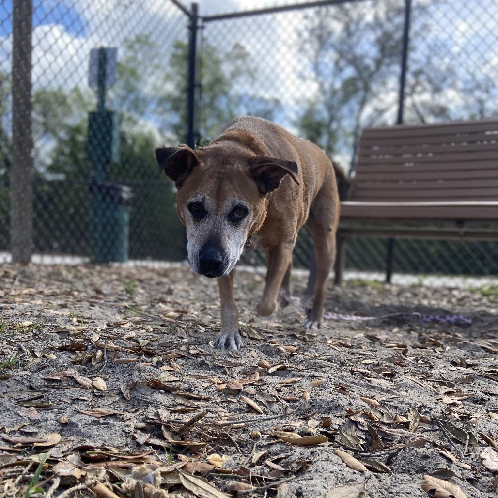 Enlarge Diego, a Adoptable Mixed Breed in Jacksonville, FL image 4/6