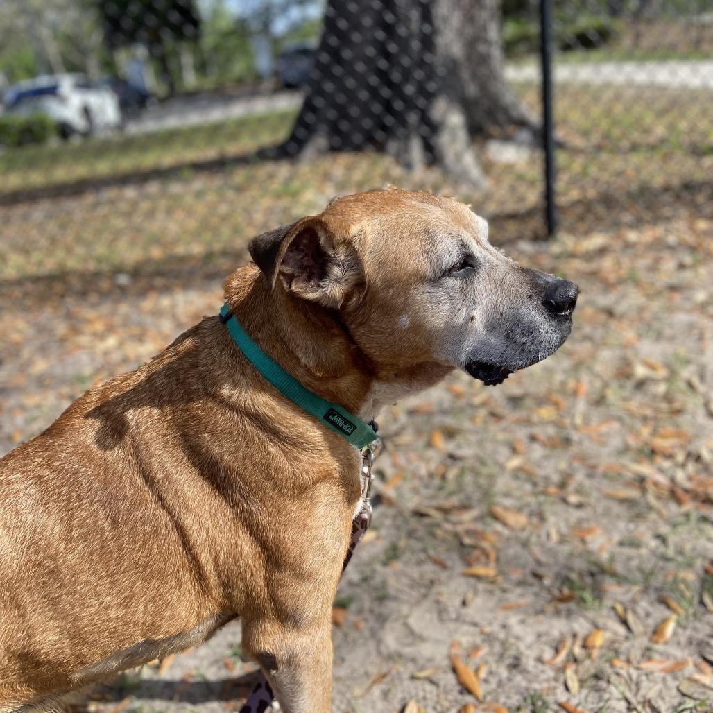 Enlarge Diego, a Adoptable Mixed Breed in Jacksonville, FL image 5/6