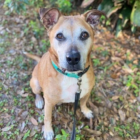 Diego, Adoptable, Senior Male Mixed Breed.