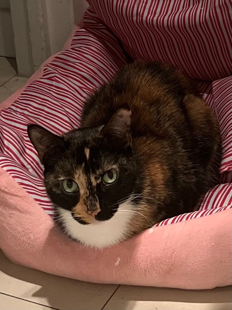 Lucy , Adopted, Adult Female American Shorthair.