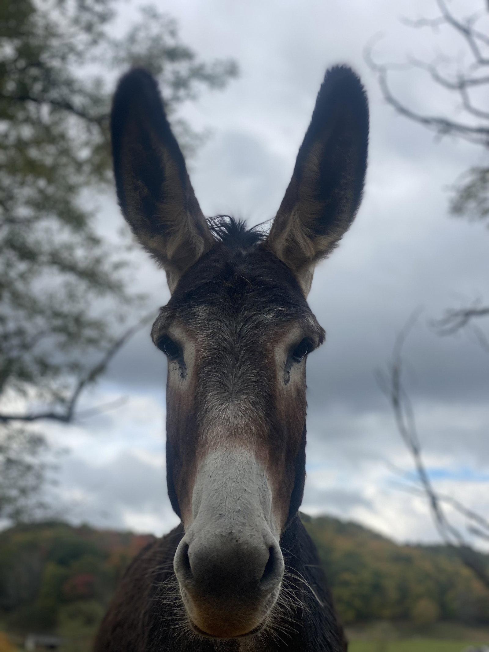 Enlarge Juniper, a Adoptable Donkey in Mouth Of Wilson, VA image 1/1