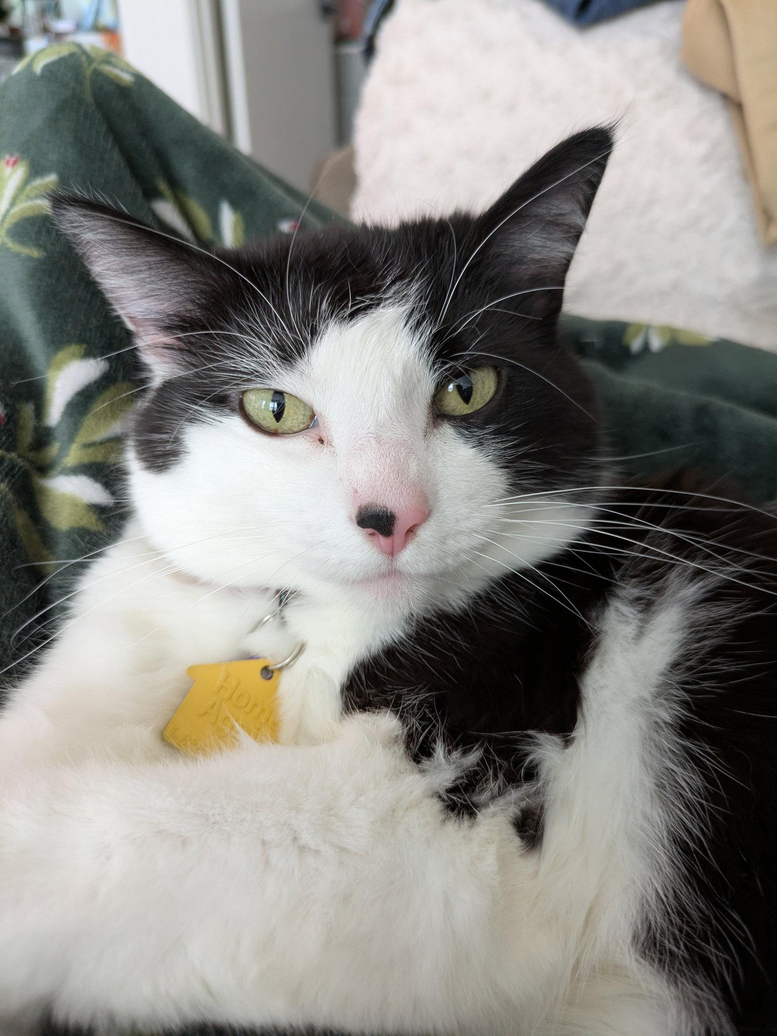 SAUVIE #1936 - Offered by Owner - Friendly Gal, Adoptable, Adult Female Domestic Medium Hair.