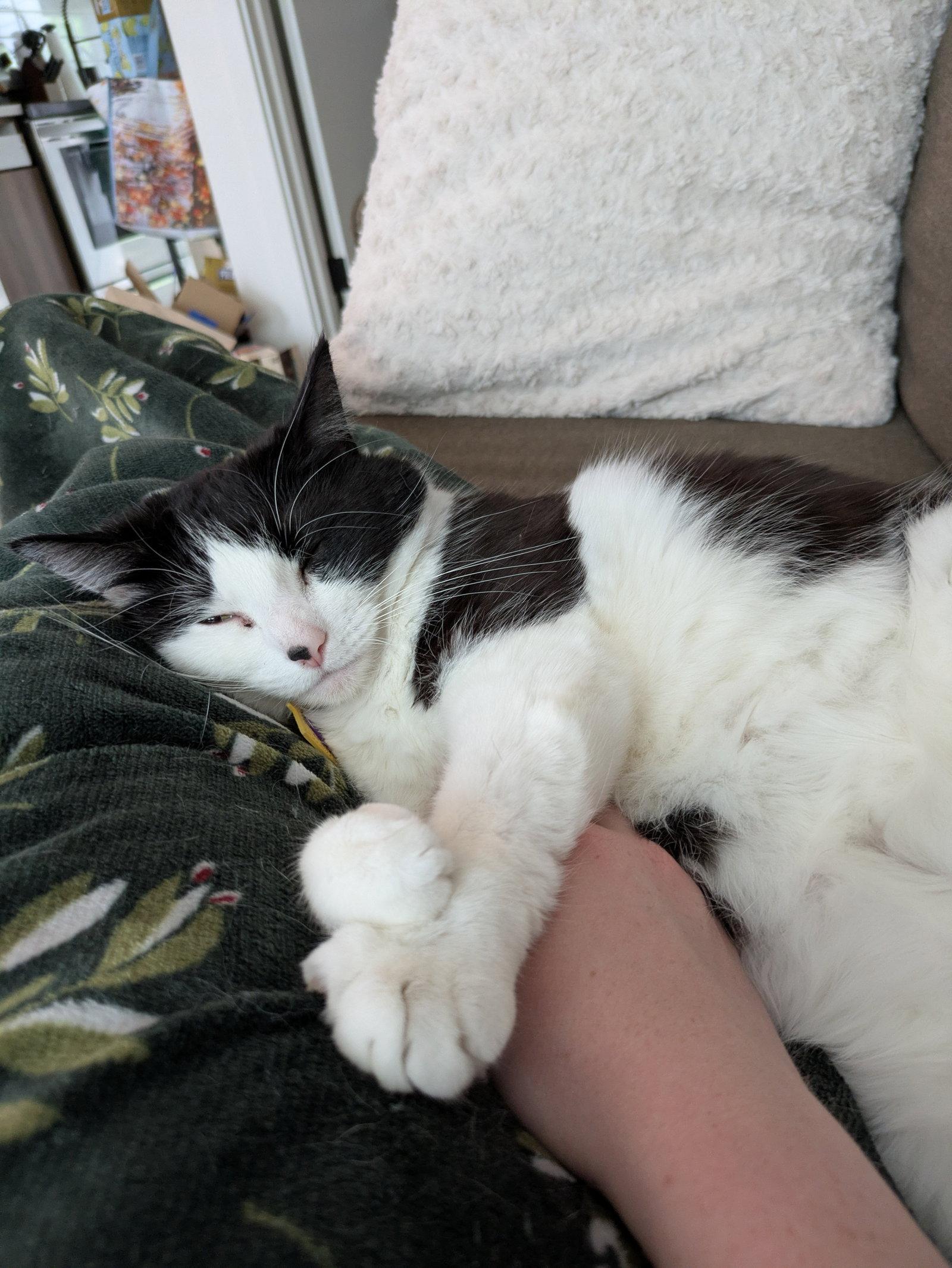SAUVIE #1936 - Offered by Owner - Friendly Gal, a Adoptable Domestic Medium Hair in Hillsboro, OR image 2/3