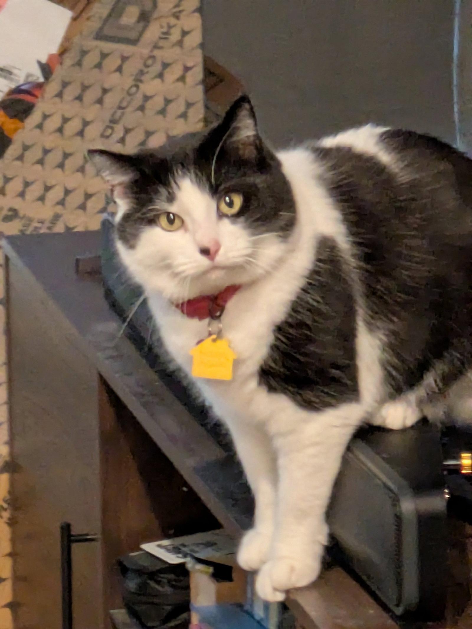 SAUVIE #1936 - Offered by Owner - Friendly Gal, a Adoptable Domestic Medium Hair in Hillsboro, OR image 3/3
