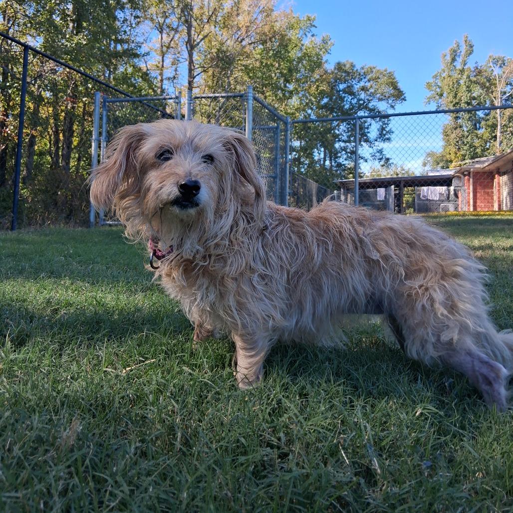 (Found) Princess, Adoptable, Senior Female Terrier & Dachshund.