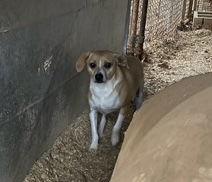 Enlarge Timmy, a Adoptable Beagle in Chatham, VA image 1/1
