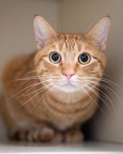 Abe, Adoptable, Adult Male Domestic Short Hair & Domestic Short Hair.