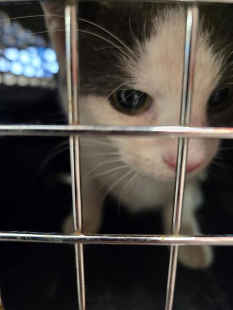 Enlarge ROBIN, a Adoptable Domestic Short Hair in Louisville, KY image 1/1