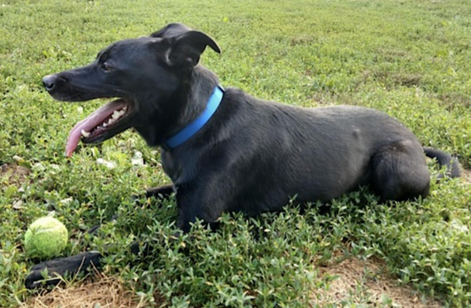 Enlarge Amelie, a Adoptable mixed breed in Atlanta, GA image 5/6