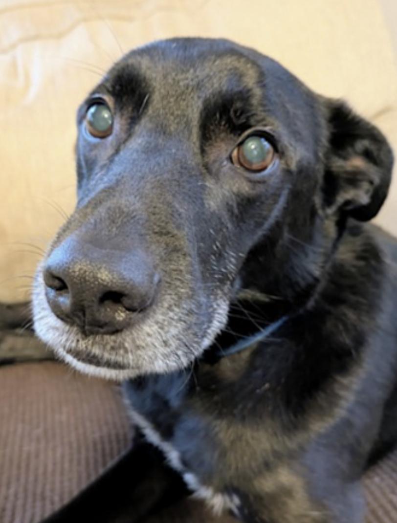 Enlarge Amelie, a Adoptable mixed breed in Atlanta, GA image 2/6